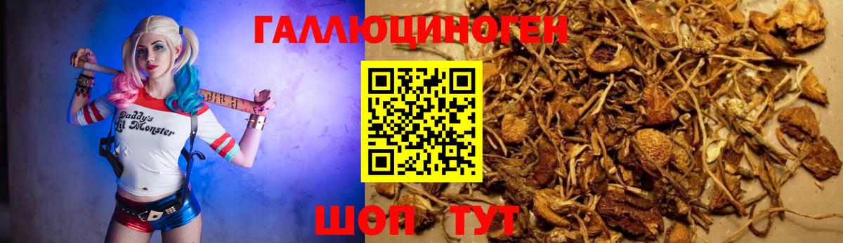 Галлюциногенные грибы Psilocybe  Северск  Галлюциногенные грибы Psilocybine cubensis 